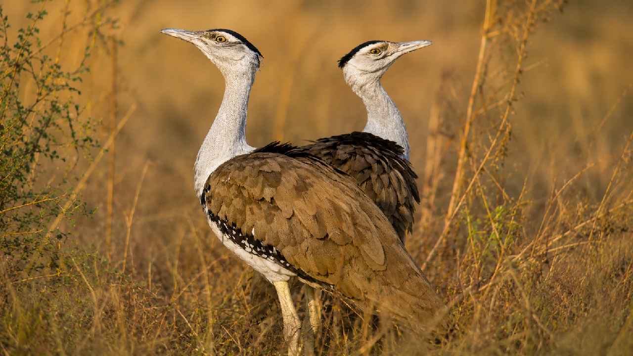Great Indian Bustard, Burung Terbang Raksasa yang Kini Berjuang Melawan Kepunahan