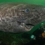 Hiu Greenland, Predator Laut yang Dapat Hidup Selama Ratusan Tahun