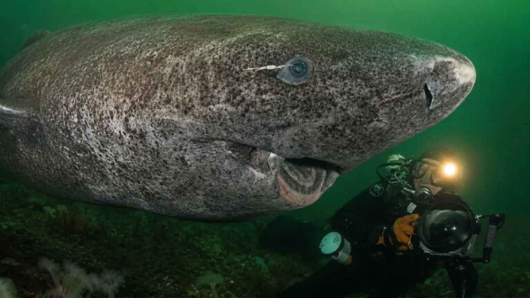 Hiu Greenland, Predator Laut yang Dapat Hidup Selama Ratusan Tahun
