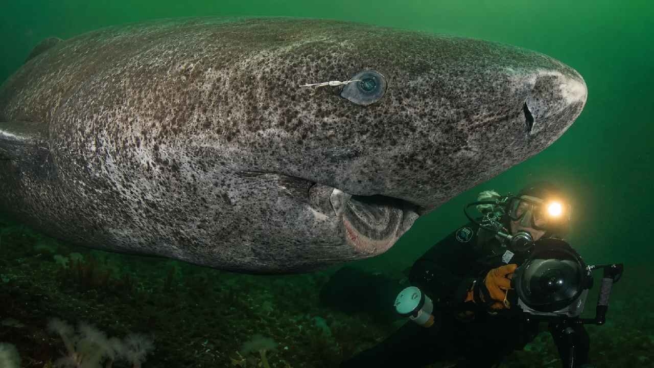 Hiu Greenland, Predator Laut yang Dapat Hidup Selama Ratusan Tahun