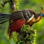 Hoatzin Burung Purba Unik dengan Anak Bersayap Bercakar yang Langka