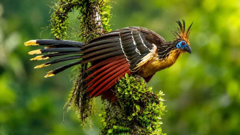 Hoatzin Burung Purba Unik dengan Anak Bersayap Bercakar yang Langka