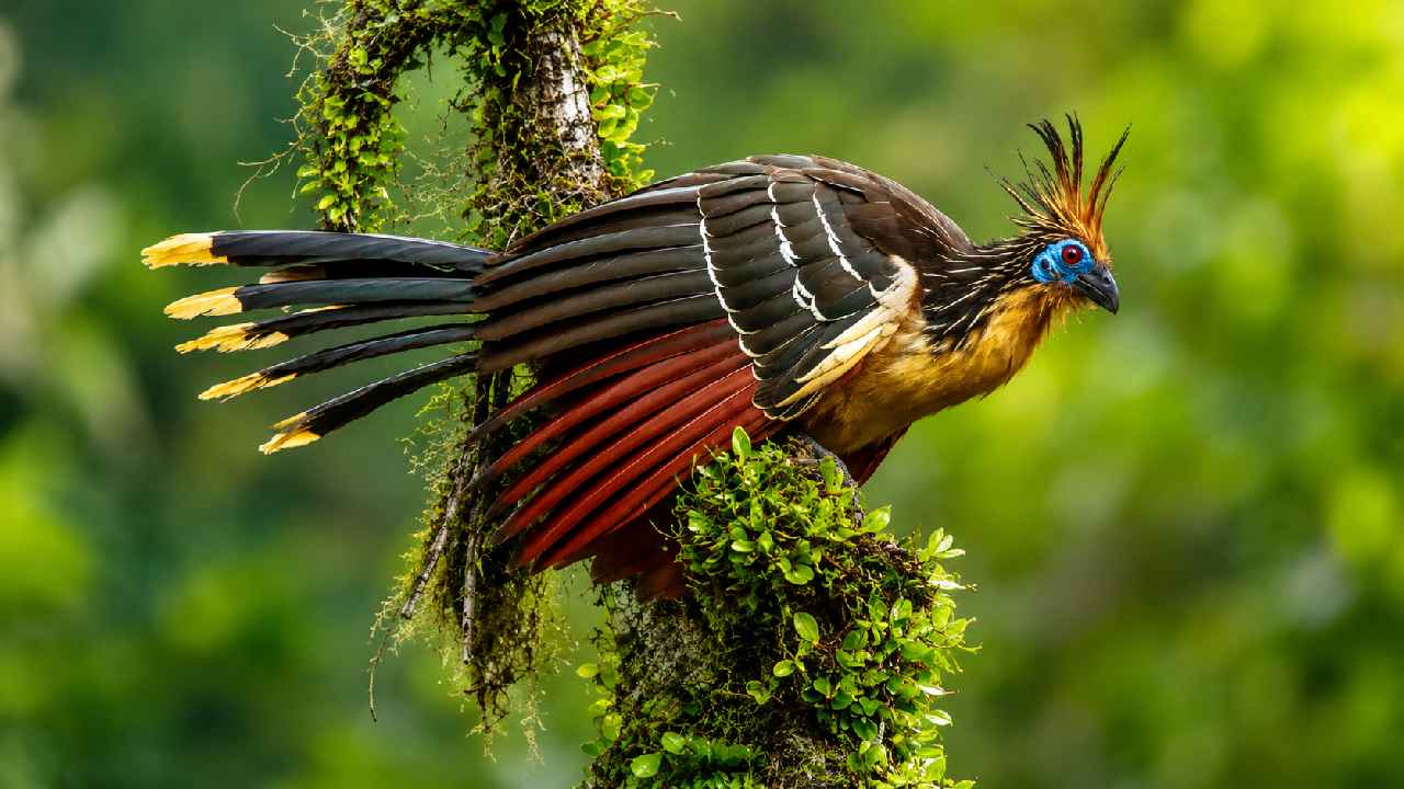 Hoatzin Burung Purba Unik dengan Anak Bersayap Bercakar yang Langka