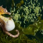 Mengapa Kuda Laut Jantan yang Mengandung Anak?