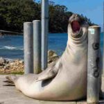 Neil the Seal Kembali Viral, Anjing Laut Raksasa Jadi Idola Tasmania