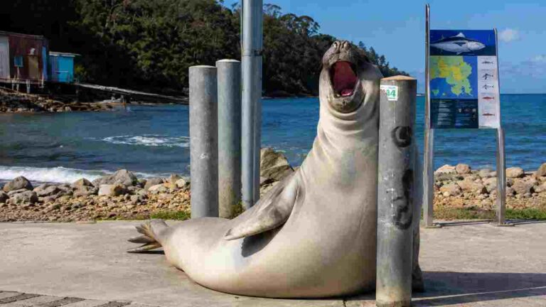 Neil the Seal Kembali Viral, Anjing Laut Raksasa Jadi Idola Tasmania