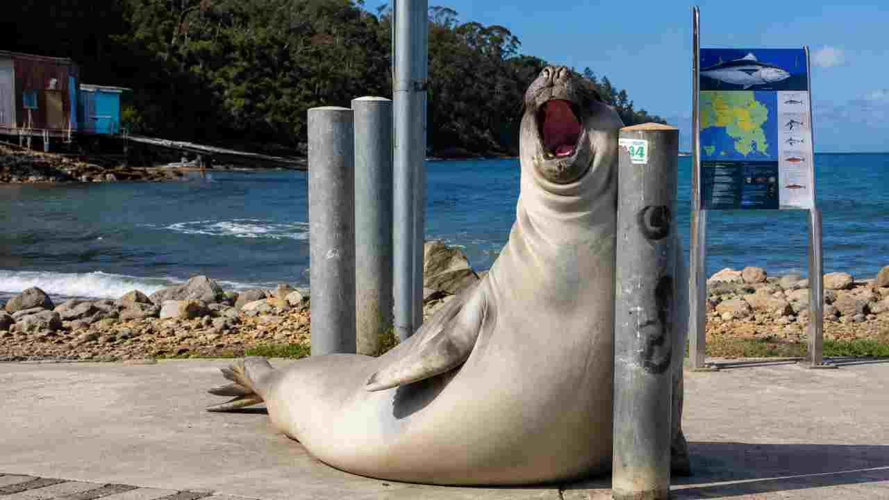 Neil the Seal Kembali Viral, Anjing Laut Raksasa Jadi Idola Tasmania