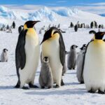 Penguin Kaisar, Burung Tangguh yang Bertahan di Antartika