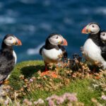 Populasi Burung Puffin Melonjak Dramatis Berkat Keberhasilan Konservasi Pulau Inggris