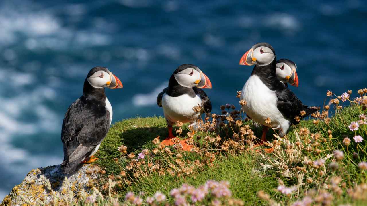 Populasi Burung Puffin Melonjak Dramatis Berkat Keberhasilan Konservasi Pulau Inggris