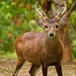 Rusa Bawean, Satwa Endemik Indonesia yang Kini Semakin Sulit Ditemukan