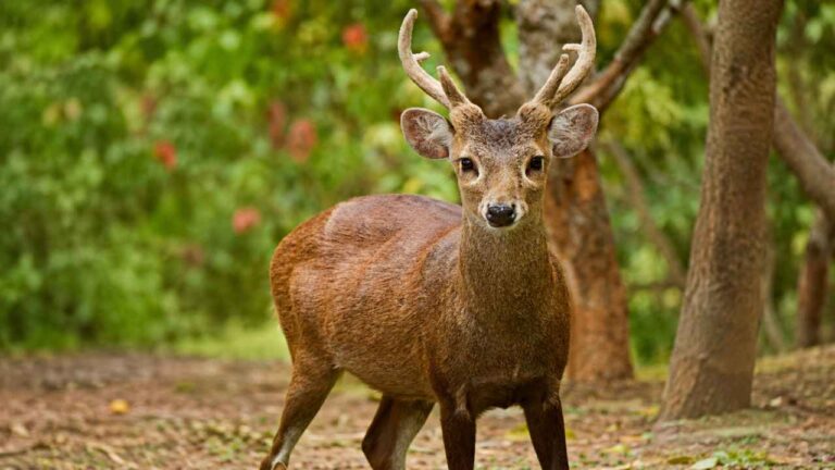 Rusa Bawean, Satwa Endemik Indonesia yang Kini Semakin Sulit Ditemukan