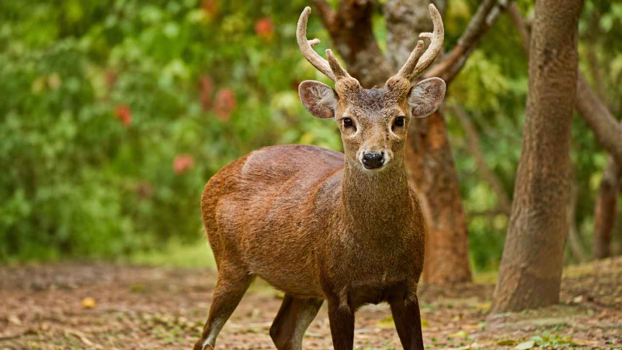 Rusa Bawean, Satwa Endemik Indonesia yang Kini Semakin Sulit Ditemukan