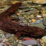 Salamander Raksasa China, Hewan Air Langka Berusia Jutaan Tahun yang Masih Hidup