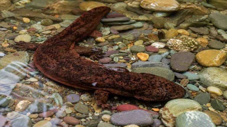 Salamander Raksasa China, Hewan Air Langka Berusia Jutaan Tahun yang Masih Hidup