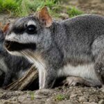 Viscacha Dataran Ternyata Gemar Mengoleksi Benda Aneh