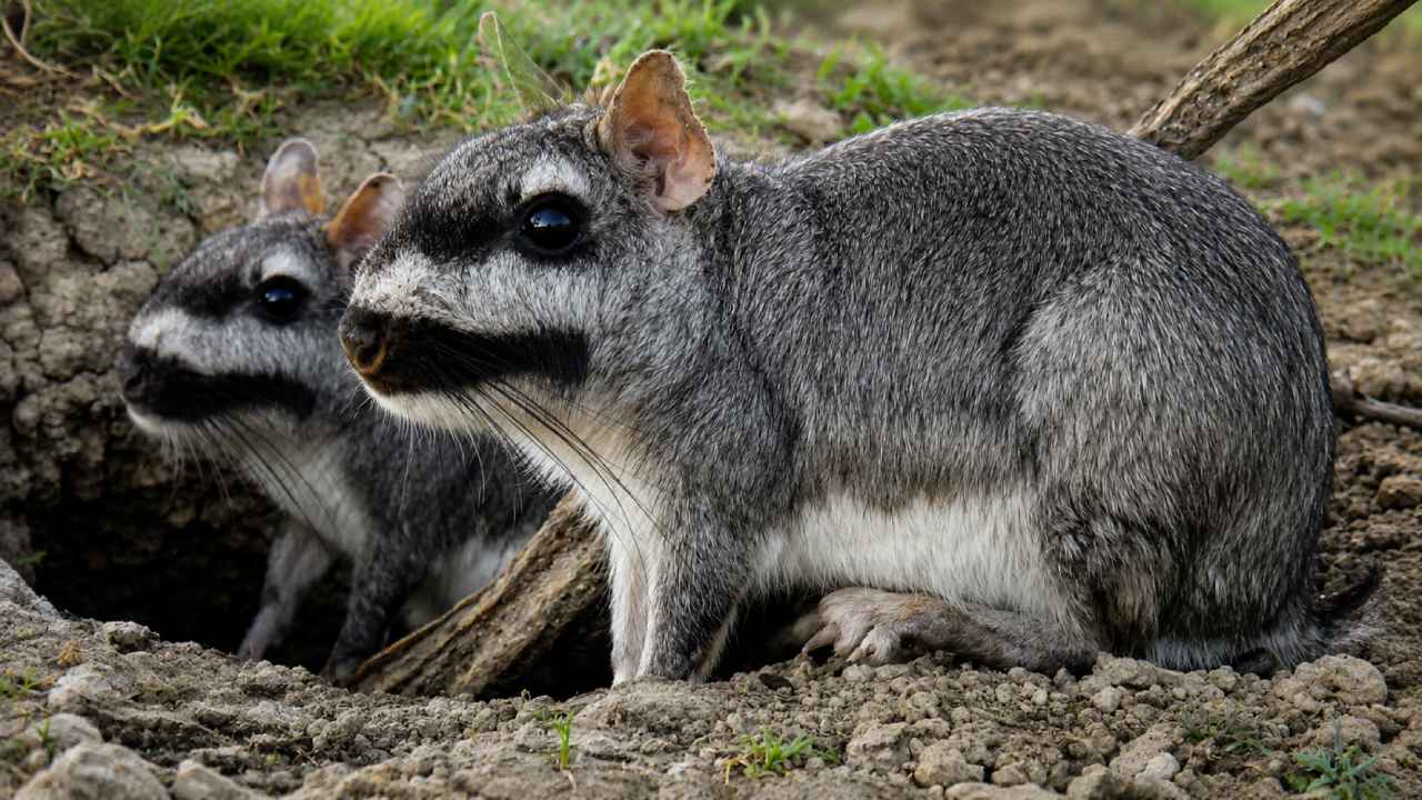 Viscacha Dataran Ternyata Gemar Mengoleksi Benda Aneh