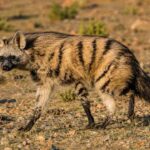 Aardwolf, Kerabat Hyena yang Lebih Suka Memakan Rayap daripada Daging