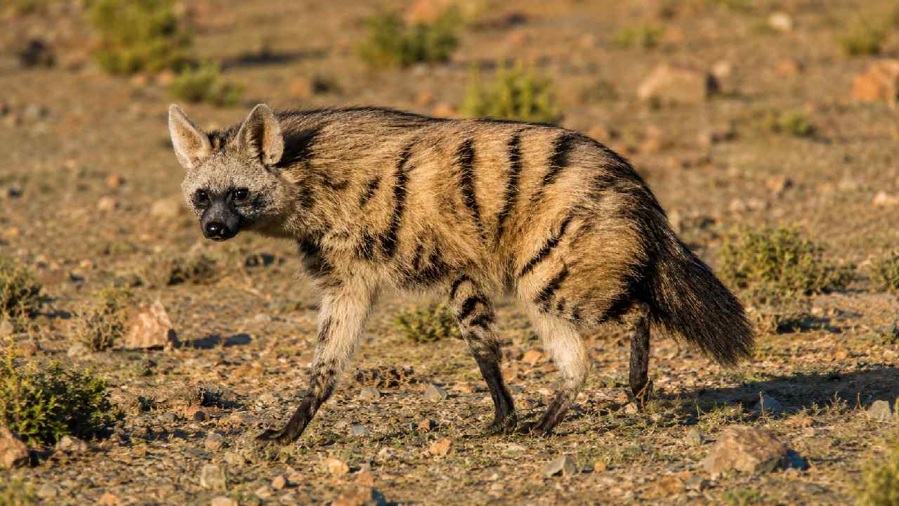 Aardwolf, Kerabat Hyena yang Lebih Suka Memakan Rayap daripada Daging