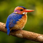 African Pygmy Kingfisher, Raja Udang Mungil yang Jarang Berburu Ikan
