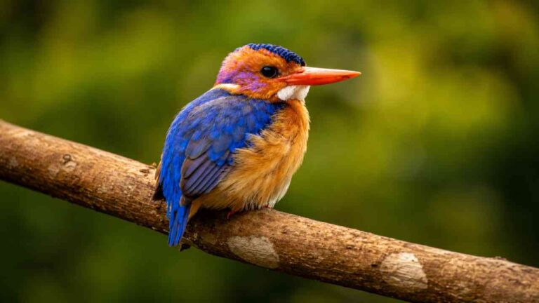 African Pygmy Kingfisher, Raja Udang Mungil yang Jarang Berburu Ikan