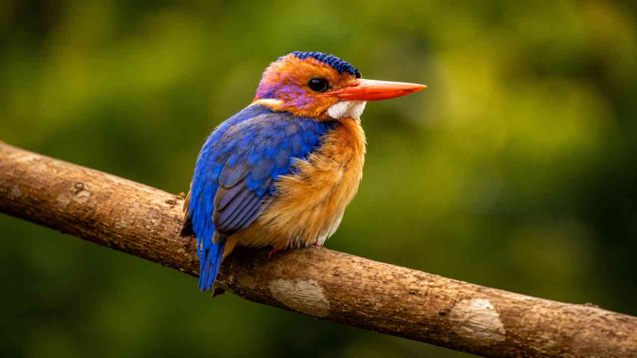 African Pygmy Kingfisher, Raja Udang Mungil yang Jarang Berburu Ikan