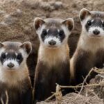 Black-Footed Ferret, Hewan Bertopeng Imut yang Kembali dari Ambang Kepunahan