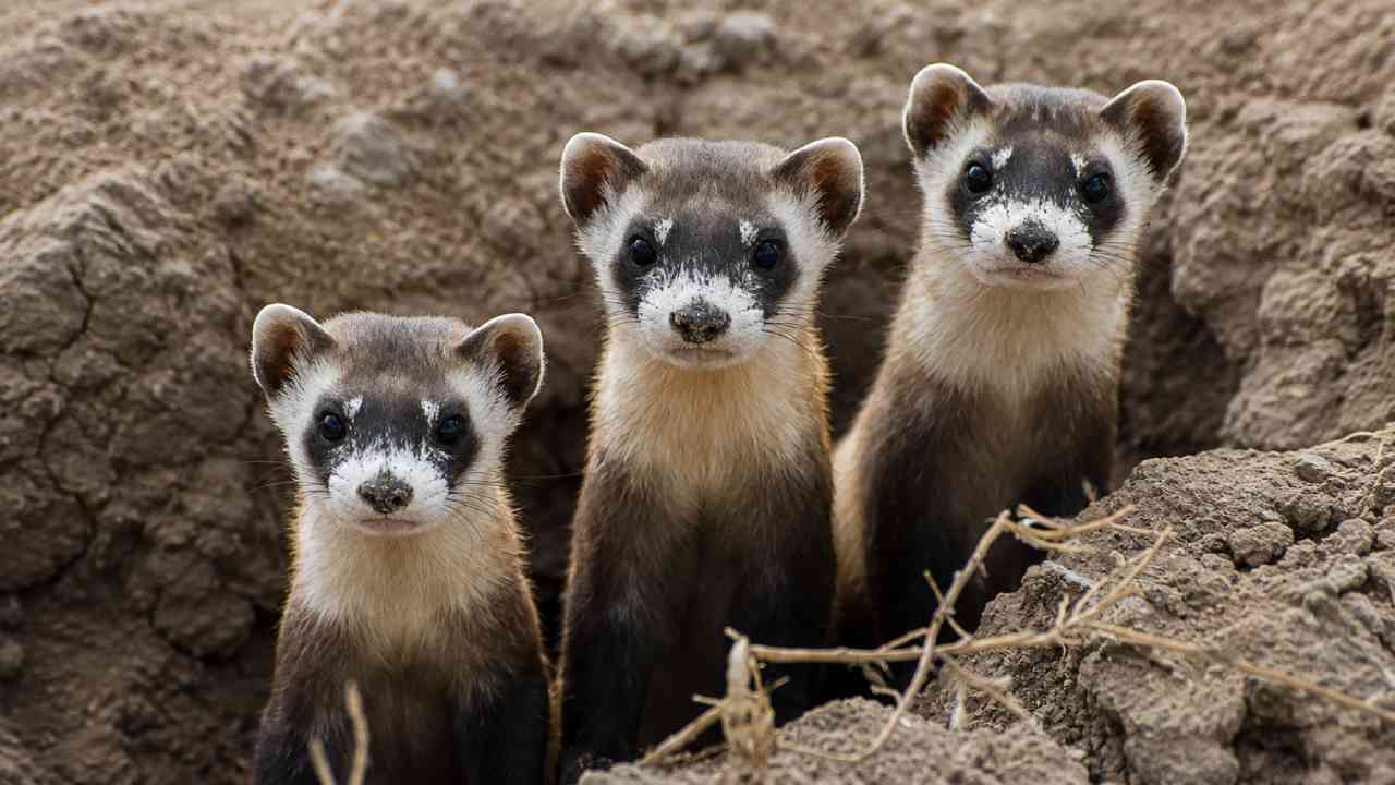 Black-Footed Ferret, Hewan Bertopeng Imut yang Kembali dari Ambang Kepunahan