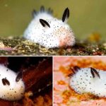 Dikira Kelinci Mini di Dasar Laut, Sea Bunny Ternyata Siput Tanpa Cangkang