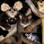 Greater Glider, Marsupial Unik yang Bisa Meluncur 100 Meter