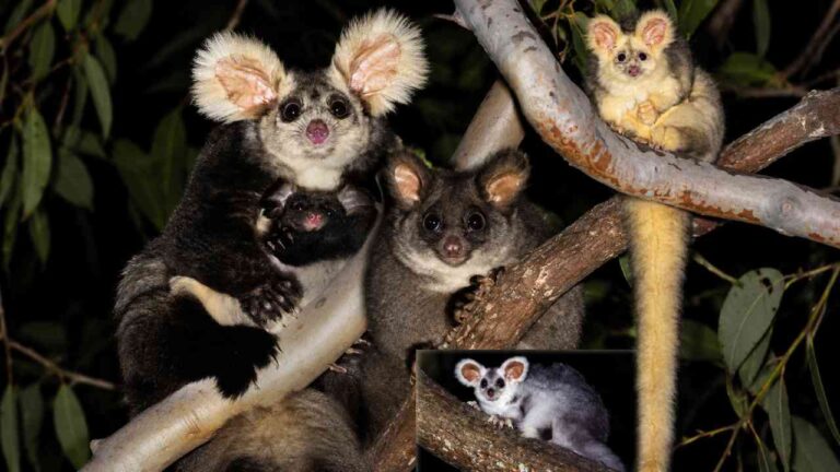 Greater Glider, Marsupial Unik yang Bisa Meluncur 100 Meter