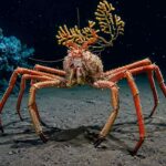 Japanese Spider Crab, Kepiting Raksasa Laut Dalam dengan Rentang Kaki Mencapai 3,7 Meter