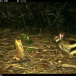 Jejak Malam Annamite Striped Rabbit di Hutan Terpencil Vietnam