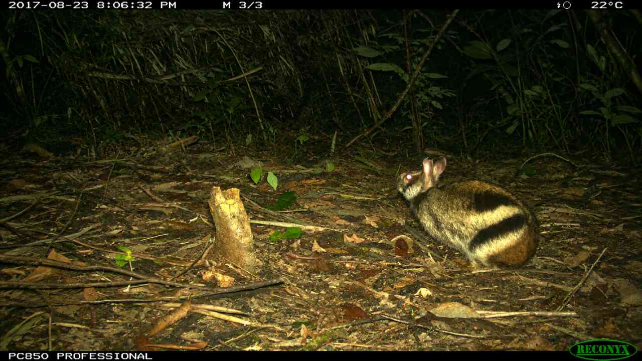 Jejak Malam Annamite Striped Rabbit di Hutan Terpencil Vietnam