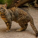 Kodkod, Kucing Liar Mungil yang Diam-Diam Hidup di Hutan Amerika Selatan