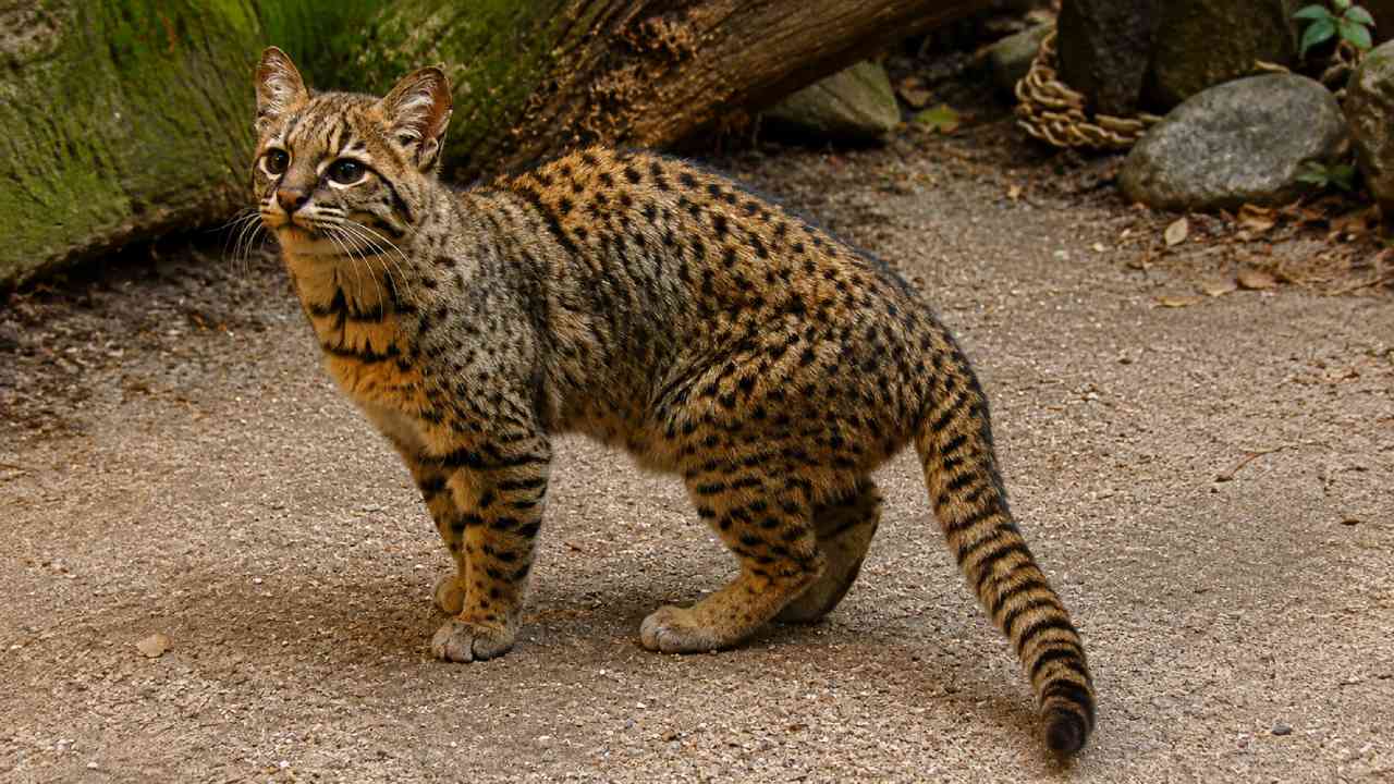 Kodkod, Kucing Liar Mungil yang Diam-Diam Hidup di Hutan Amerika Selatan