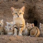 Kucing Pasir yang Imut Ternyata Predator Tangguh di Gurun