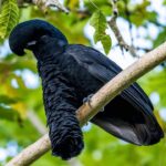 Long-Wattled Umbrellabird, Burung Langka dengan Jambul Unik Bak Payung