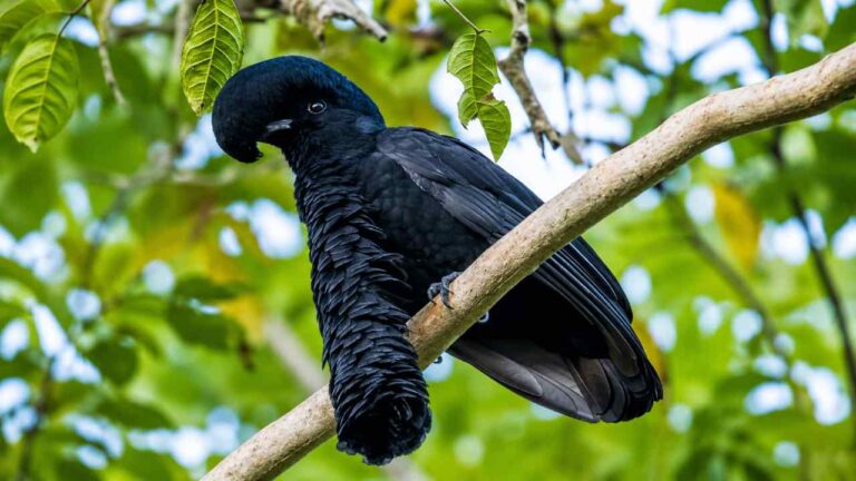 Long-Wattled Umbrellabird, Burung Langka dengan Jambul Unik Bak Payung