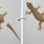 Mengapa Cicak Memutuskan Ekornya Saat Terancam?