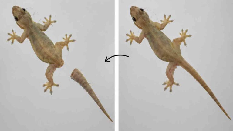 Mengapa Cicak Memutuskan Ekornya Saat Terancam?