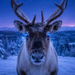 Rusa Kutub Bisa Melihat Sinar Ultraviolet, Ini Rahasia Penglihatannya