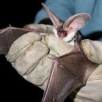 Spotted Bat, Kelelawar Bertelinga Raksasa dengan Tiga Bercak Putih