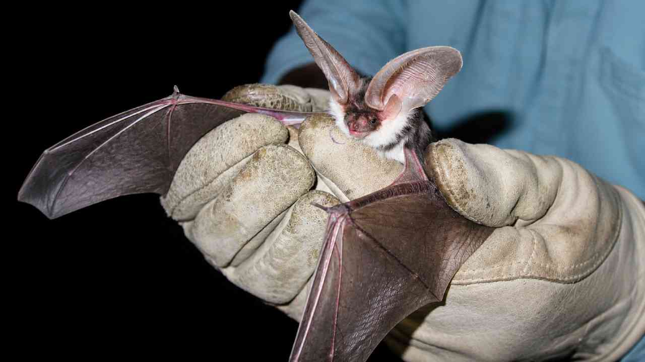 Spotted Bat, Kelelawar Bertelinga Raksasa dengan Tiga Bercak Putih