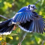 Fakta Burung Jay Biru, Si Cantik Cerdas yang Bisa Meniru Suara Elang