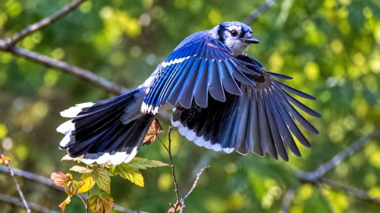 Fakta Burung Jay Biru, Si Cantik Cerdas yang Bisa Meniru Suara Elang