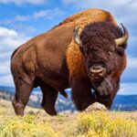 Fakta Unik Bison, Hewan Raksasa yang Ternyata Bisa Berlari Cepat