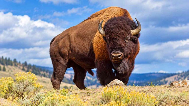 Fakta Unik Bison, Hewan Raksasa yang Ternyata Bisa Berlari Cepat