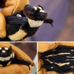 Jarang Terlihat, Pied Butterfly Bat Curi Perhatian Berkat Corak Uniknya