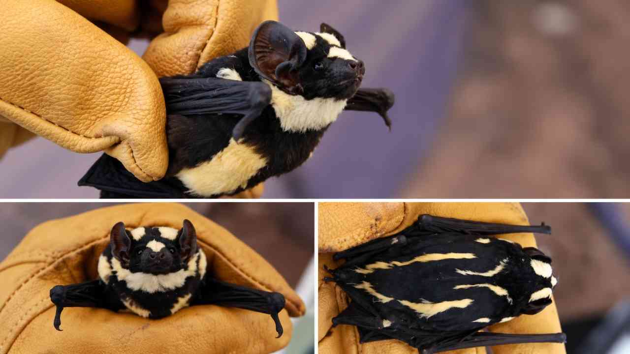 Jarang Terlihat, Pied Butterfly Bat Curi Perhatian Berkat Corak Uniknya